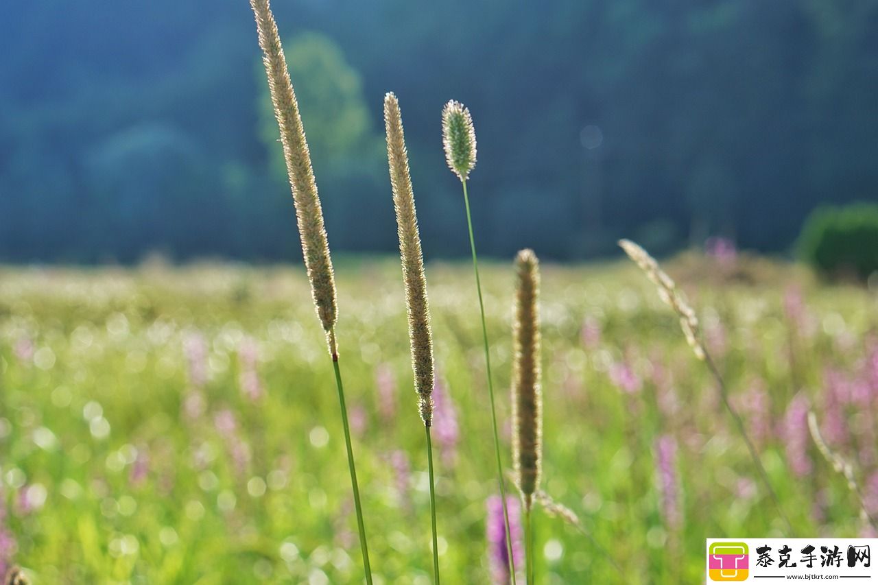 草在线观看