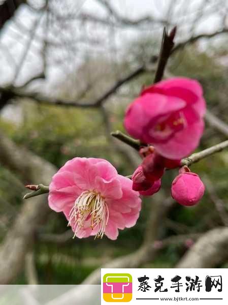 亭亭玉立国色天香四月天科普带你走进春天